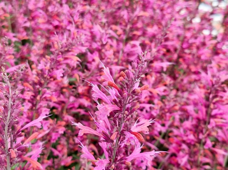 Picture of Agastache mexicana Forever Summer Berry