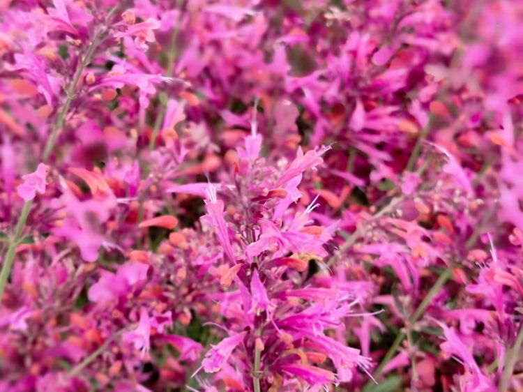 Picture of Agastache mexicana Forever Summer Berry