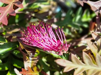 Picture of Grevillea hybrida Moe Gem