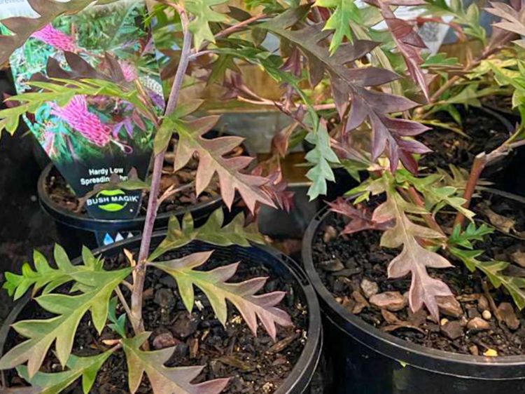 Picture of Grevillea hybrida Moe Gem