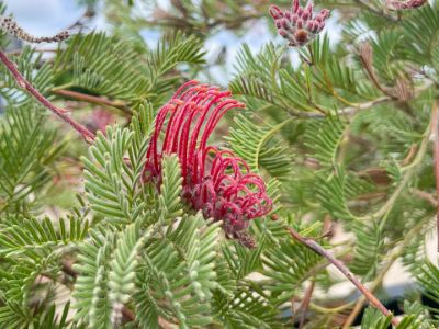 Picture of Grevillea thyrsoides