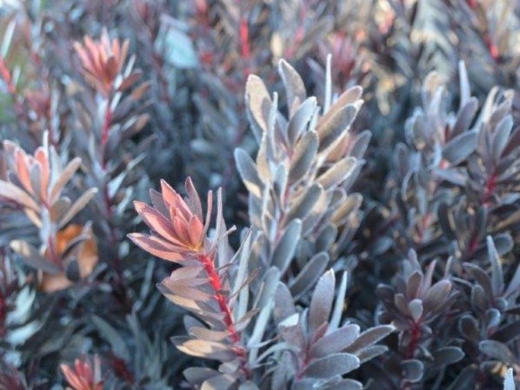 Picture of Leucadendron laureolum Burgundy Sunset
