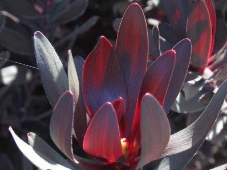 Picture of Leucadendron laureolum Burgundy Sunset