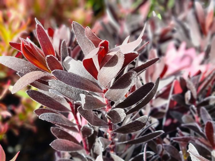 Picture of Leucadendron laureolum Burgundy Sunset