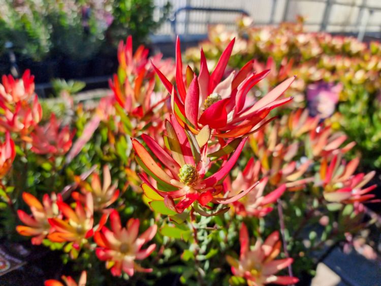 Picture of Leucadendron salignum Red Devil