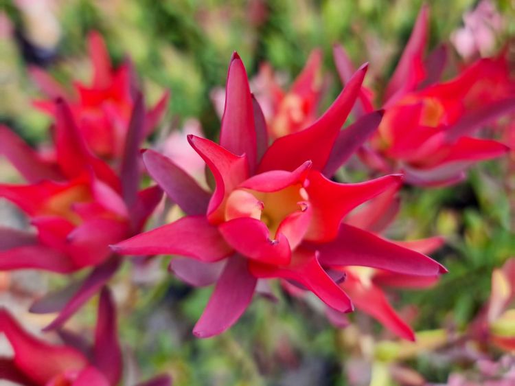 Picture of Leucadendron salignum Red Devil