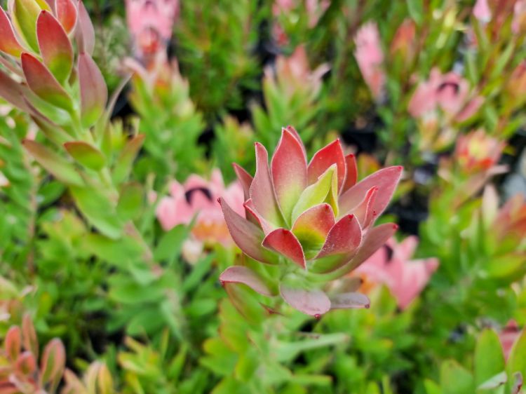 Picture of Leucadendron tinctum Sacred Wish