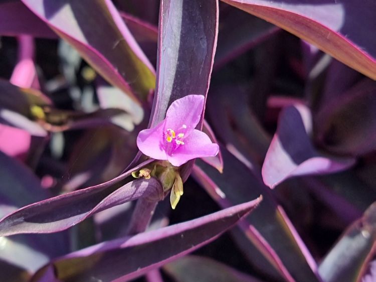 Picture of Tradescantia pallida Purpurea
