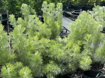 Adenanthos sericeus Platinum PBR. Common name - Woolly Bush, Woollybush