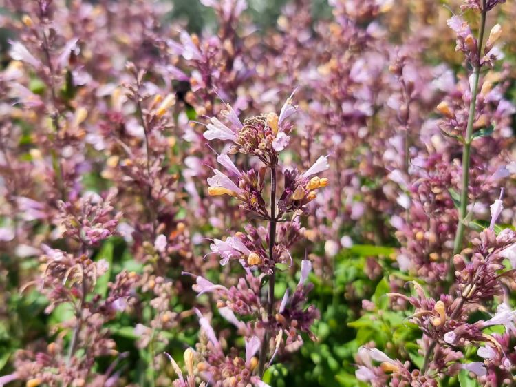 Picture of Agastache aurantiaca Lavender