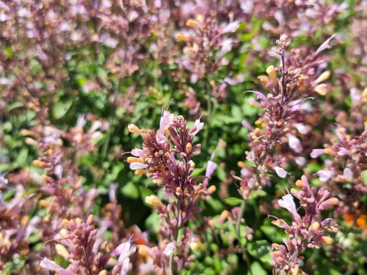 Picture of Agastache aurantiaca Lavender