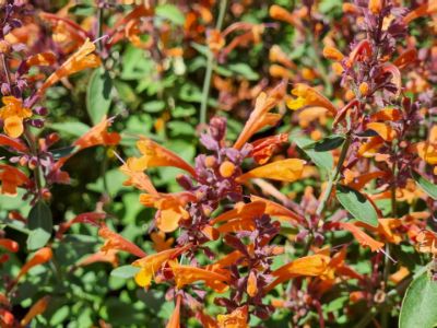 Picture of Agastache aurantiaca Orange
