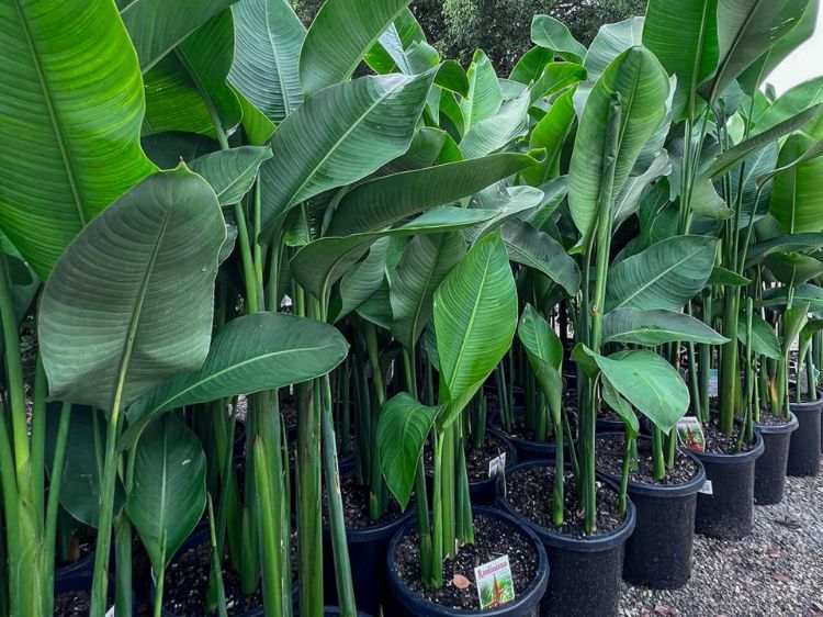 Picture of Heliconia bihai marginata Rauliniana