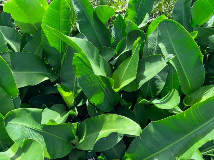Picture of Heliconia bihai marginata Rauliniana