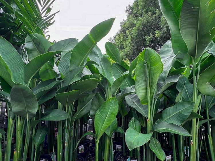 Picture of Heliconia bihai marginata Rauliniana