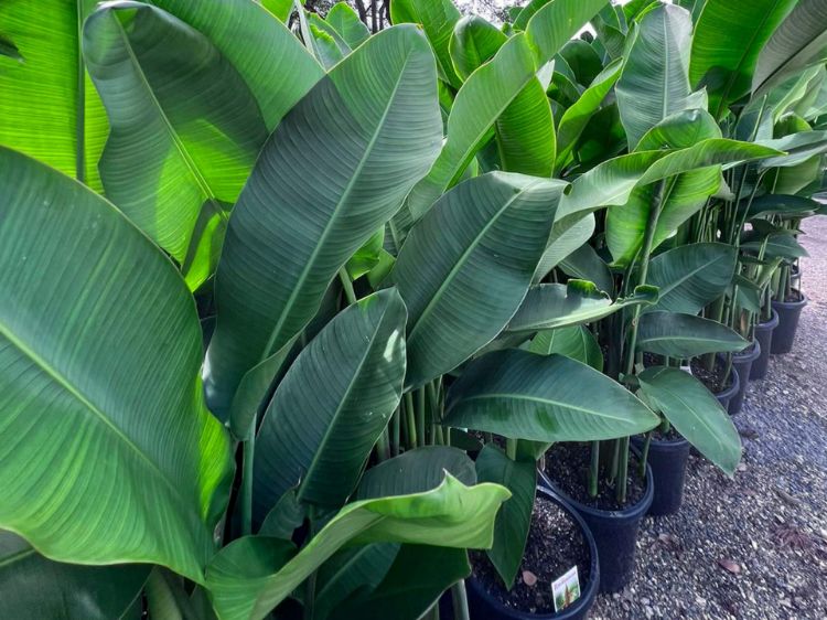 Picture of Heliconia bihai marginata Rauliniana