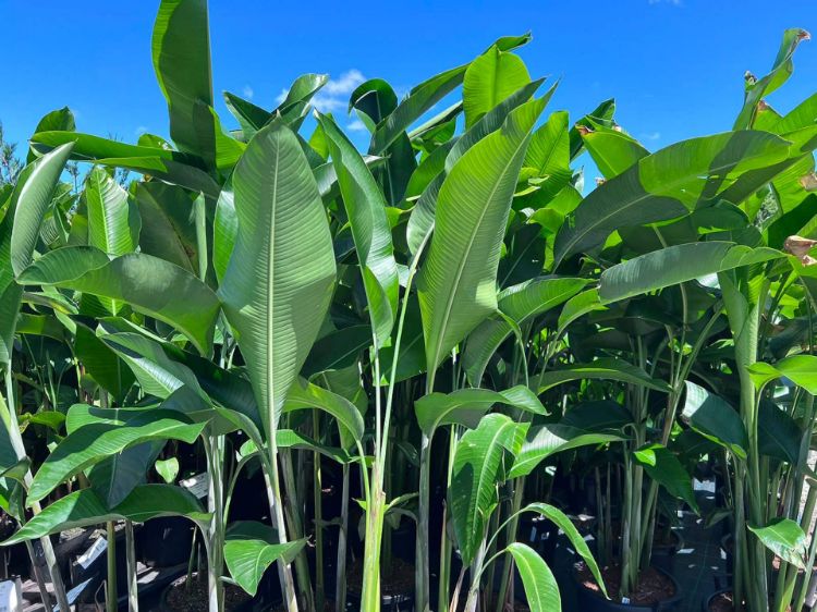 Picture of Heliconia hybrida Hot Rio Nights
