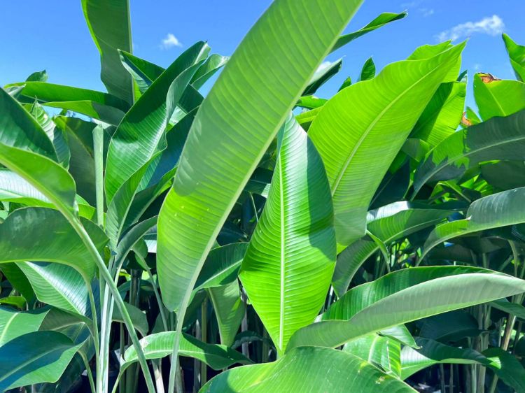 Picture of Heliconia hybrida Hot Rio Nights