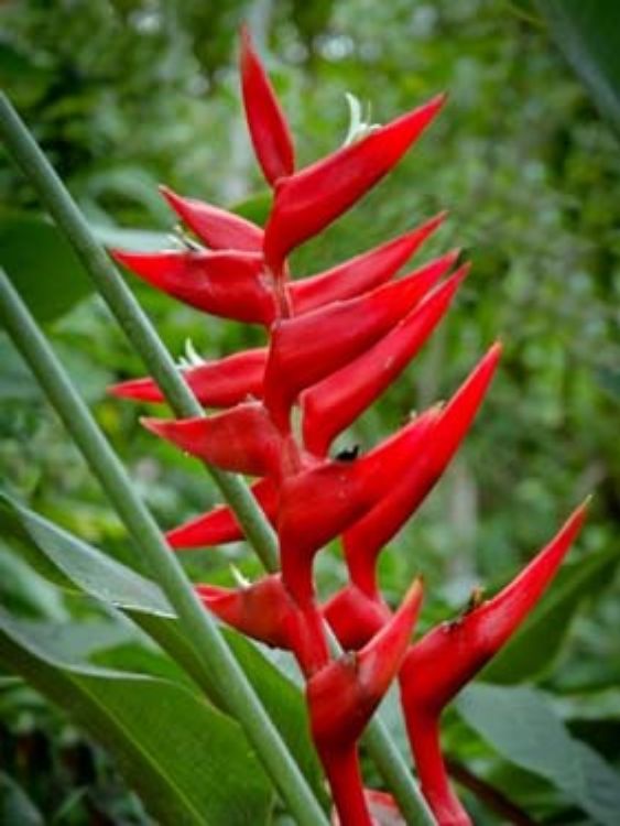 Picture of Heliconia hybrida Hot Rio Nights