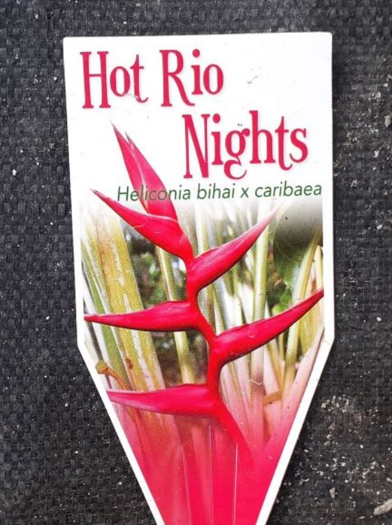 Picture of Heliconia hybrida Hot Rio Nights