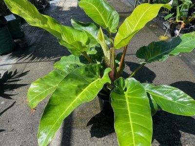 Picture of Philodendron melinonii Gold
