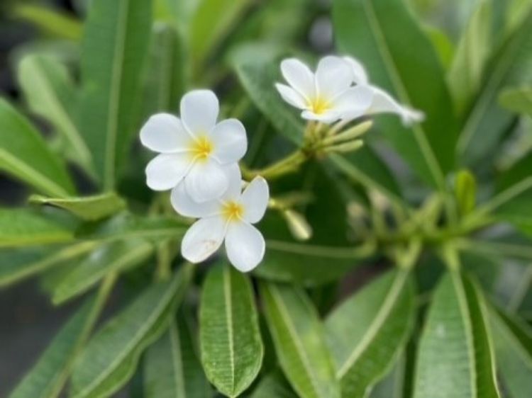 Picture of Plumeria rubra Classic White