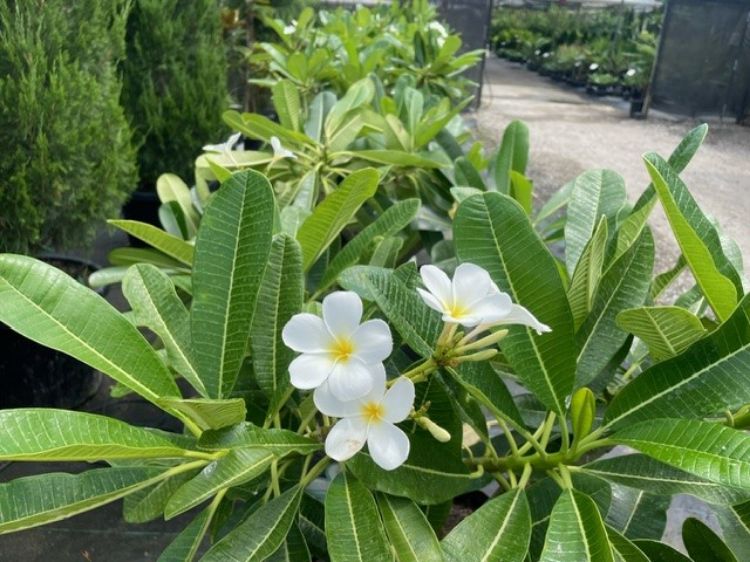 Picture of Plumeria rubra Classic White