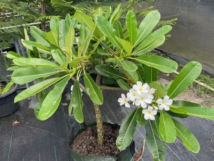 Picture of Plumeria rubra Classic White