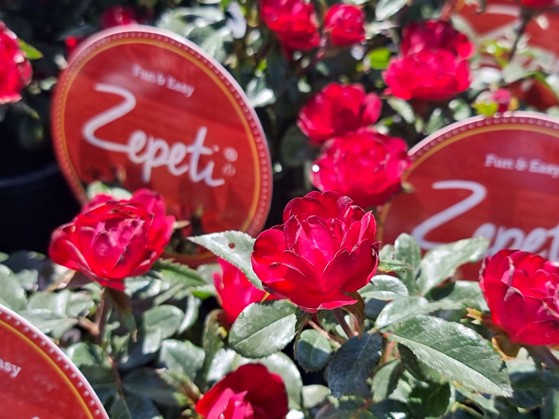 Rosa Zepeti | Wholesale Nursery - Nurseries in Melbourne & Brisbane ...