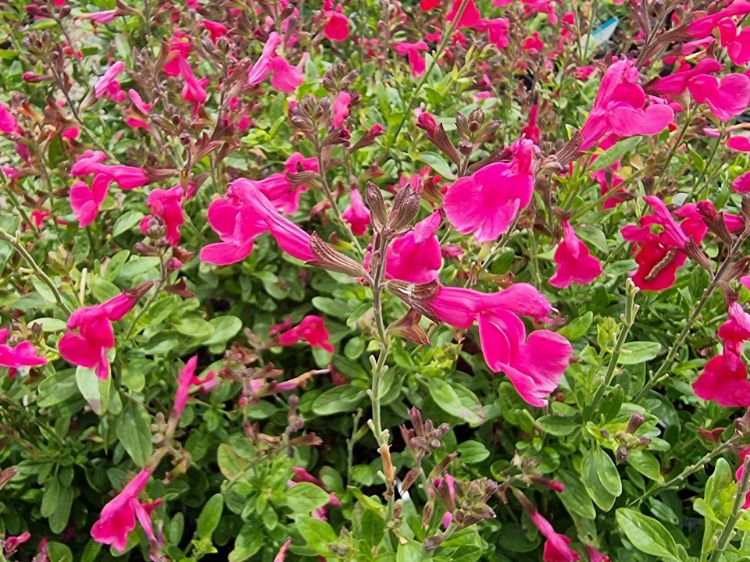 Picture of Salvia greggii Mirage Hot Pink