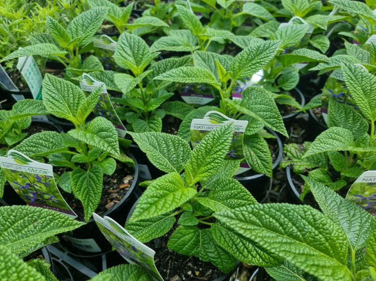 Picture of Salvia guaranitica Black And Bloom