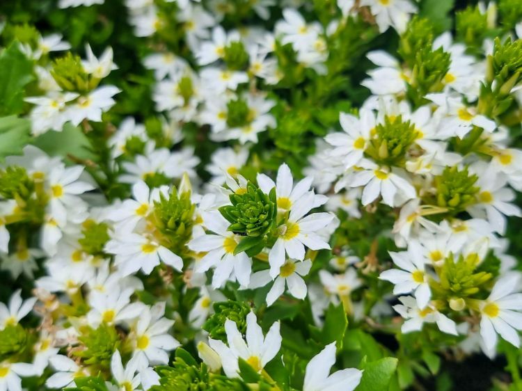 Picture of Scaevola aemula Fairy White