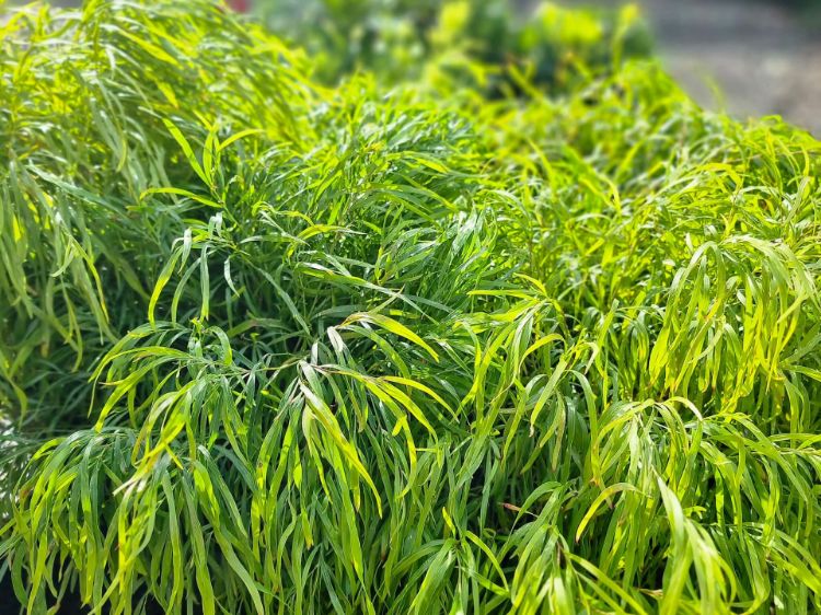 Picture of Acacia cognata Fettuccini PBR