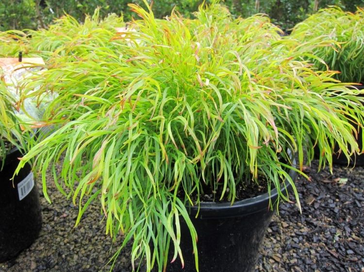 Picture of Acacia cognata Fettuccini PBR