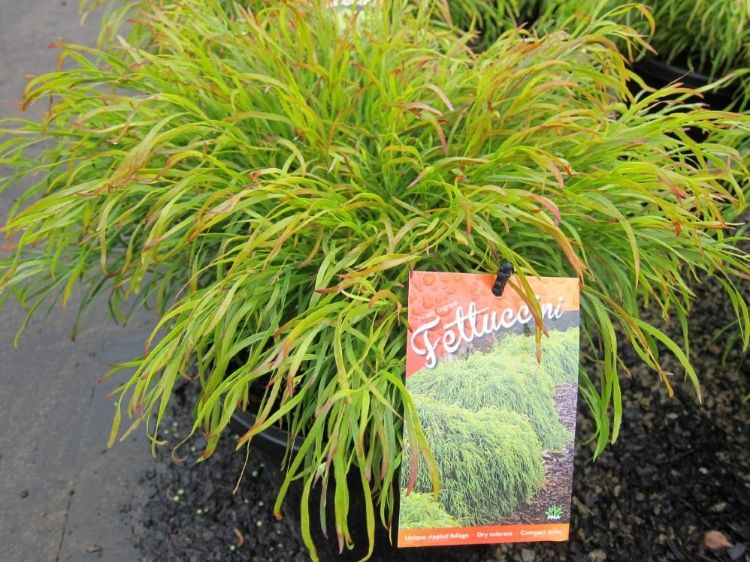 Picture of Acacia cognata Fettuccini PBR