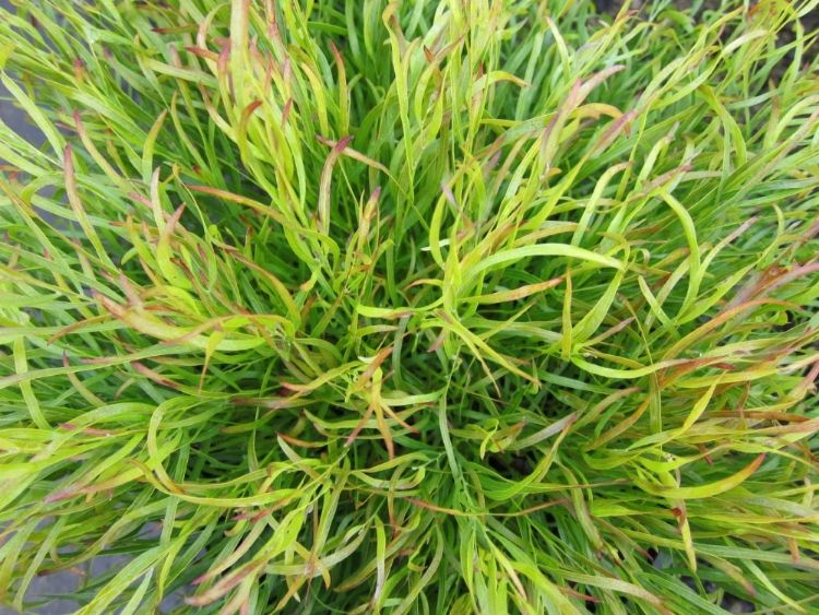 Picture of Acacia cognata Fettuccini PBR