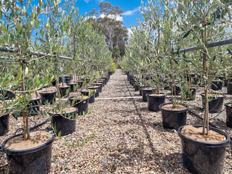 Picture of Olea europaea Paragon