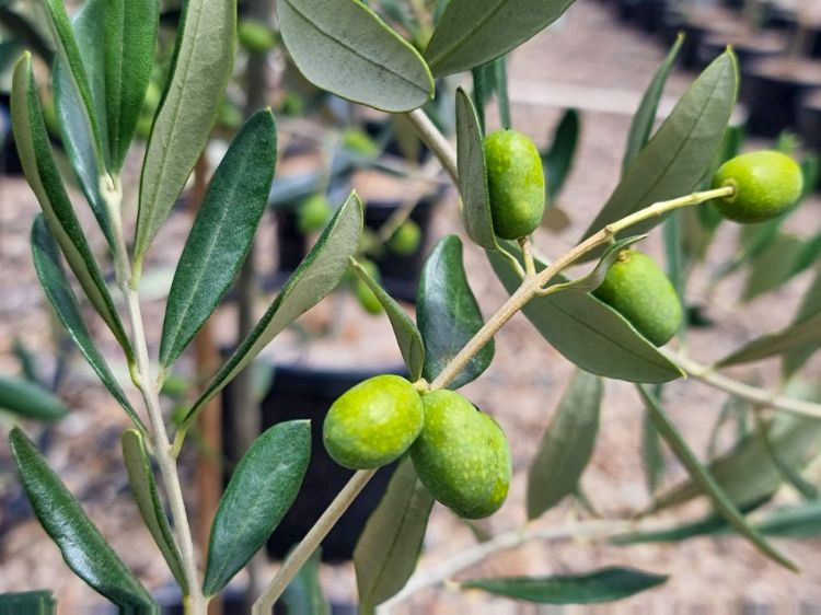Picture of Olea europaea Paragon