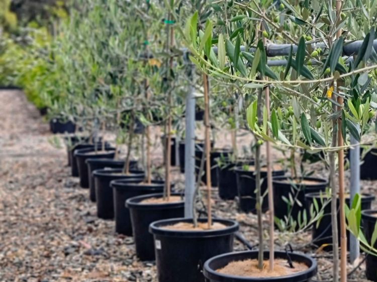 Picture of Olea europaea Paragon