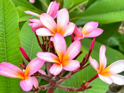 Picture of Plumeria rubra Pink Australis