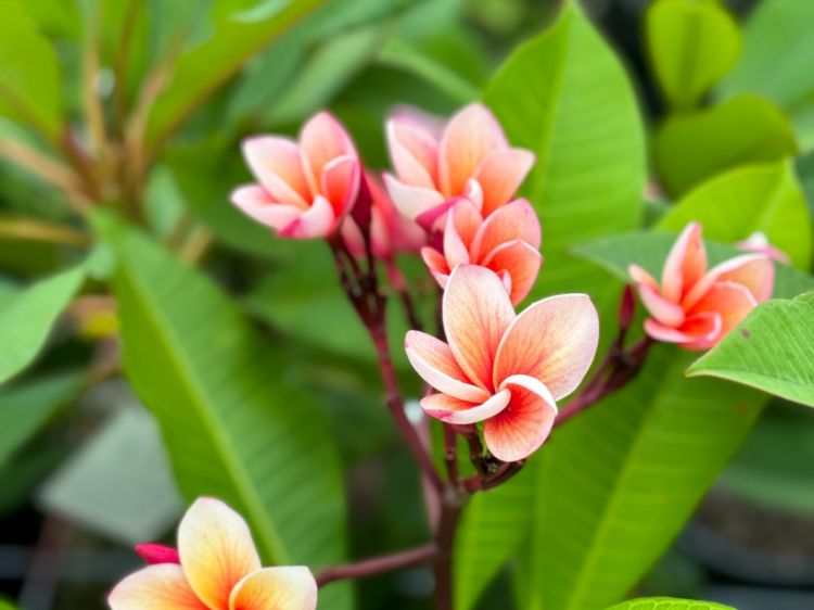 Picture of Plumeria rubra Sally Morange