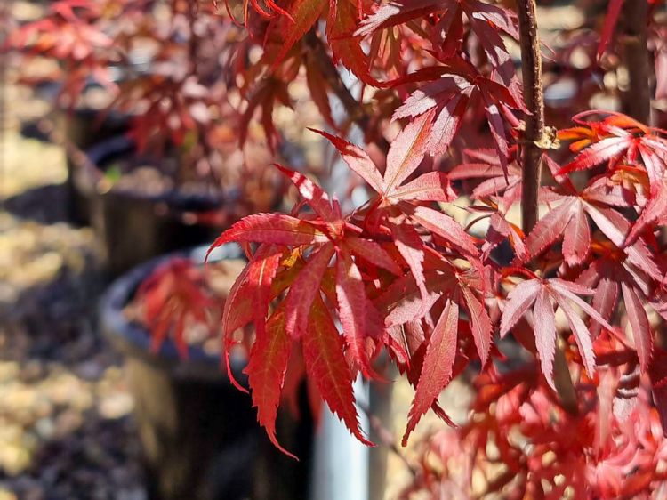 Picture of Acer palmatum Skeeters Broom