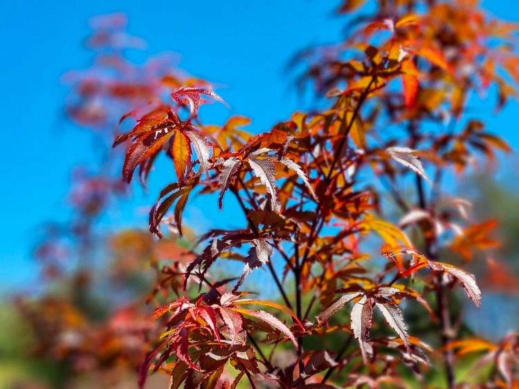 Picture of Acer palmatum Skeeters Broom