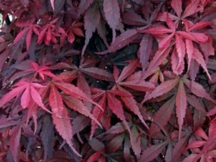 Picture of Acer palmatum Skeeters Broom