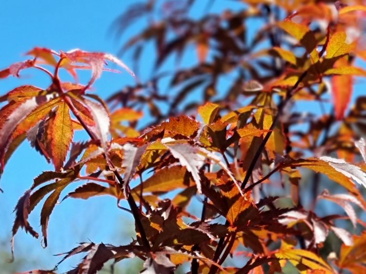 Picture of Acer palmatum Skeeters Broom