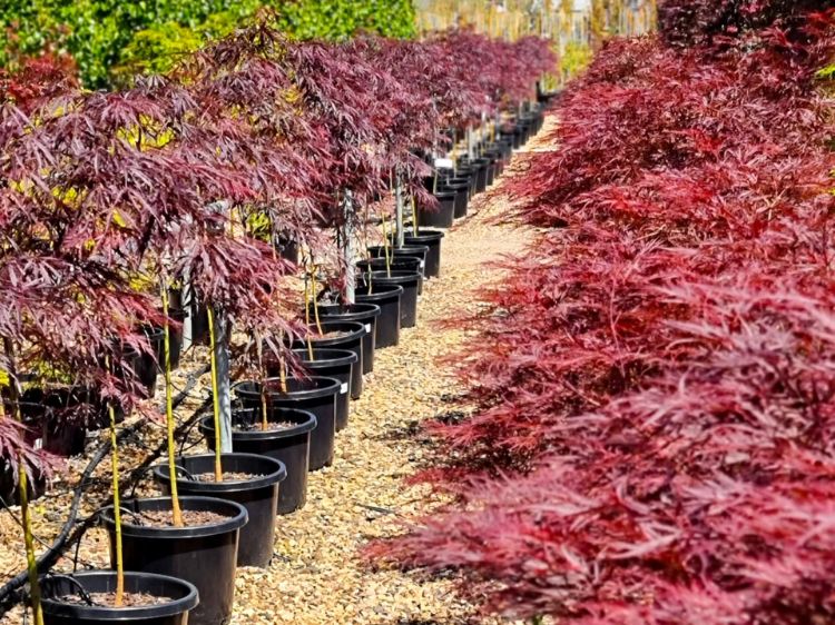 Picture of Acer palmatum Skeeters Broom