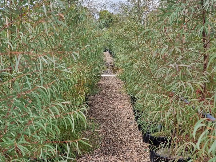Picture of Eucalyptus mannifera
