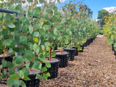 Picture of Eucalyptus cosmophylla