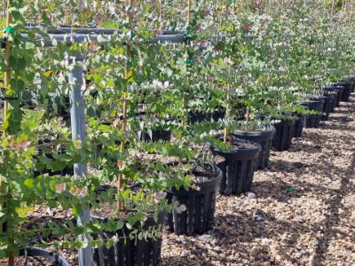 Picture of Eucalyptus crenulata