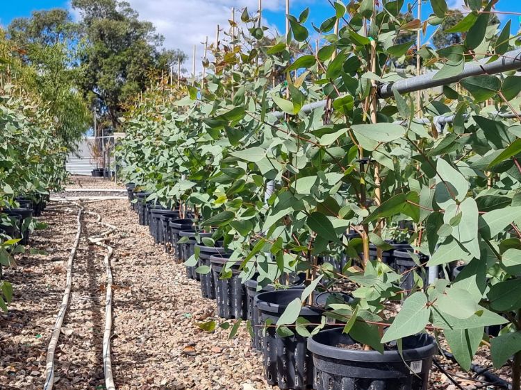 Picture of Eucalyptus leucoxylon macrocarpa Rosea